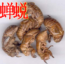 Chinese herbal medicine new goods Wild known shell 250g selected natural cicada slough to know the skin cicadas Chinese herbal medicine