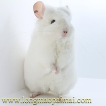 Race-level chincho pet living American Angola long-haired chinchina baby pink-white sister-Peeke