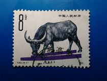 T-head special letter sales ticket T63(6-2) cattle 8 points stamp products Photo physical photo front and back
