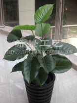 Simulation plant false tree bonsai potted flowers 18 leaves full green green loaf small plant living room decorated into the family garden