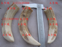 Chong Crown Bao A natural bone tooth pig tooth extra large new goods on the shelf Yuxiang soul boutique good life