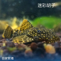Algae removal master shaped L144 camouflage mustache Camouflage mustache Snowflake mustache Aquarium fish