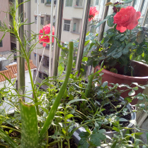 The difference of the mail special shot link tone board amplifier board