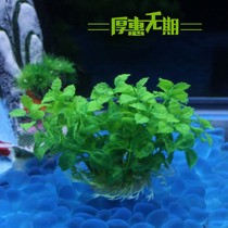 New products Listing desktop Small fish tank Decoration Building Aquarium Styling Simulation Mini Water Grass Plastic Plant Pendulum