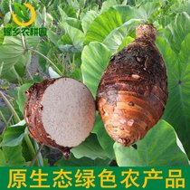 Authentic Lipu Taro fresh betel nut taro Guangxi Guilin farmers specialties self-grown fresh vegetables 5kg