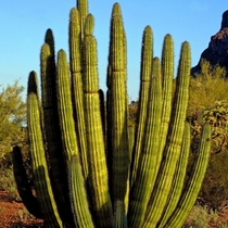 The Pylori New Products First Push DIY Skin Care Raw Material Organic Cactus Seed Oil 10ML France