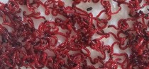 Fresh male red worm live bait maggots crucian carp bait string bait live insect bait secret bait red fly maggot earthworm