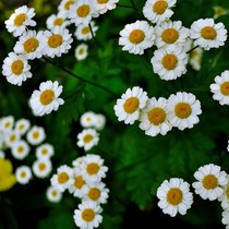 Yulandu ~ cherry blossom season DIY skin care products handmade soap raw chamomile pure Dew 500ML produced in Xinjiang