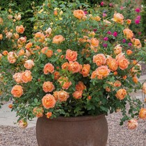 Austin Fragrant Climbing Rose Lady Charlotte Courtyard Aromatic Garden Plants Four Seasons Flowering Rose