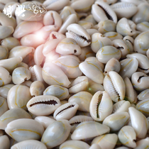 Seven treasures of Tibetan Buddhism seven jewels of Buddhism Tibetan snails for Manza 2 6 yuan one or two small conch