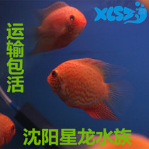 Spraying point pineapple fry live golden pineapple live tropical ornamental fish special transport package Live