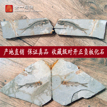 Liaoxi natural paleontological fossils wolf fin fish specimens Ornamental strange stone ornaments Animal fossils rough stone folio original plate