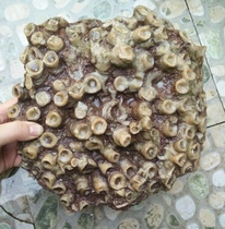 Ningqiang Coral Jade Fossil Tubular Coral Natural Chite Ornamental Stone Wine Nest Original Ecological Pendulum Round Sector