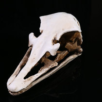 High precision simulation 1: 1 wild ostrich skull resin model exhibition specimen resin Skull head