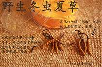 Cordyceps sinensis from Nagqu Tibet Quality Assurance