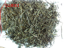 Selected dried wild Scutellaria Scutellaria with four edges and heads of grass with white flowers