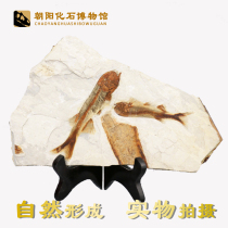 Boutique hot sale Liaoxi paleontology wolf fin fish ornaments Animal fossils rough stone ornamental strange stone specimens bare stone promotion