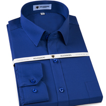 Pure cotton non-iron long sleeve shirt royal blue cotton middle-aged dad business casual solid color dress shirt