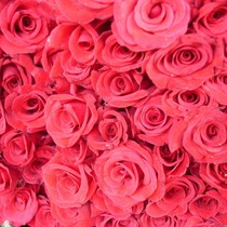 The Pylori ~ Cherry Blossom Season DIY Skin Care Products Handmade Soap Raw Materials Damascus Rose Pure Dew 500ML Xinjiang