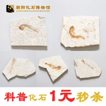 Value-added Liaoxi hot sale paleontology wolf fin fish fossils Childrens science teaching rough specimen fragments