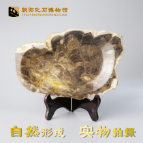 Liaoxi natural wood fossil ashtray decoration Paleontological dendrochronized jade rough phoenix tail stone silicified wood fossil
