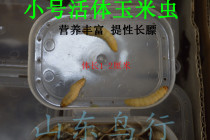 The poo and EE seed bird insect corn chong bug thrush silvereye food worm grapes and the tuatara Chameleon horned frogs live feed