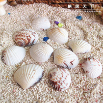 (Gysai small fan bay) natural sea snail shell water family fish tank rearing box made of view decorations home swing decoration