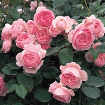 David Austin cut flower rose seedling Jeff Hamilton cup-shaped flower big flower strong fragrance beautiful beautiful da