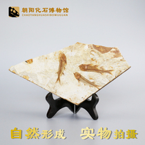 Liaoxi hot sale paleontological wolf fin fish fossil specimen Rough stone gift science education original board decoration bracket