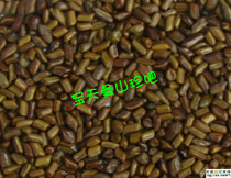 Home cassia seed cooked cassia seed tea Cassia obtusifolia grass zi tea Cassia obtusifolia seeds 500 grams