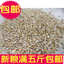 Hull barley barley breeding pigeon parrot hamster grain one piece = 500g Full 5kg