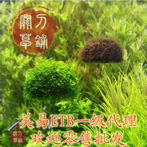 ETB Beauty Suspension Ball Water Grass Moss Ball Fish Tank Moise for a Wood Cuckoo Roots