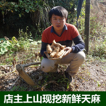 Dabie Mountain native products are now dug and sold fresh Gastrodia elata original ecological winter hemp natural sulfur-free