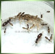 Pet Ant mini fur ants 1 after a dozen workers Super Pocket Northern fur ants