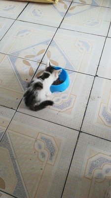 Source love猫粮怎样,质量靠谱吗Source love猫粮好不好,价格,