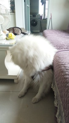 如何评价给狗狗用百井坊狗粮怎么样,好不好?这个牌子靠谱吗?