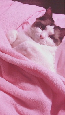 脖子上的带子感觉不是太舒适,款式和杯型都不错 脖子上的带子感觉不是太舒适,款式和杯型都不错