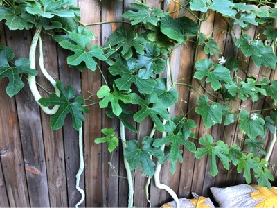 达人谈感受老铁们飞利浦制氧机怎么样,能用几年,氧气浓度低吗