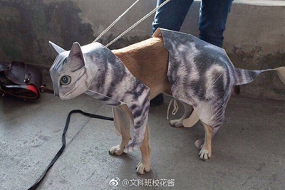 听说好评必须85字？不然没有积分？那么问题来了，怎么样才可以达到85字呢？这个问题在我的脑海里久久不去。马云爸爸怎么可以这样欺负我？不给我买冰阔洛也就算了，还让我一个二年级的小学生评论一定要写85字，哼！好过分啊，一定要记在小本本上！￣へ￣