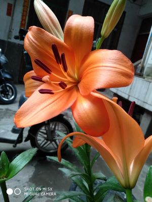 讨论GESS足疗机好不好,价格,GESS足疗机值得买吗,质量好不好