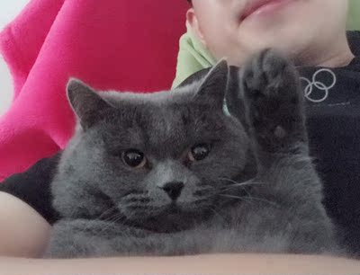 好主人猫粮在行业中排第几好主人猫粮好不好,如何选购,