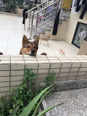 揭秘百因美狗粮怎么样,好不好?狗狗会不会不喜欢,有人喂吗