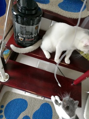 Chrisdine猫粮对比评价怎么样,看过才知Chrisdine猫粮怎么样,专家分析,