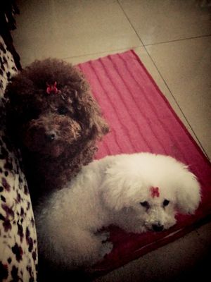 体验给爱犬用comest康玛斯狗粮怎么样,好不好,这个牌子出名吗