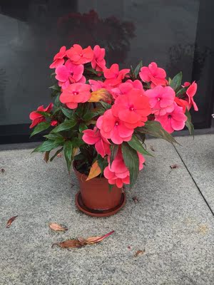 这件内衣很喜欢，面料好款式时尚简洁，穿着舒适，推荐购买。以前在天猫淘宝上买东西，都是系统自动好评，花了有好多好多钱，后来才知道淘宝评论得积分可以涨淘气值时，才知道评论的重要性，所以以后无论买什么东西，我都先把这段话复制粘贴下来，然后再写宝贝评论，没错，评论80个字以上就可以获得50个积分。