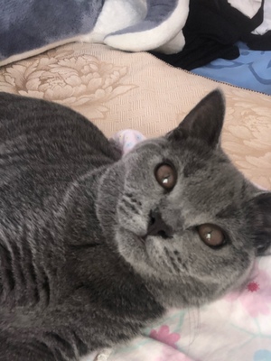 凯锐思猫粮业内推荐,原因怎么样凯锐思猫粮好不好,价格,