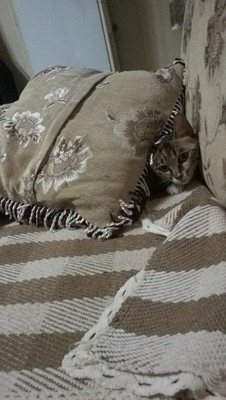 美滋元猫粮在行业中排第几美滋元猫粮专业点评,看过再选,