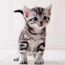 美滋元猫粮怎样,质量靠谱吗美滋元猫粮口碑好不好,调查分析,