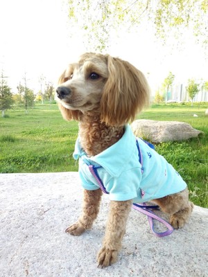 评测点评给爱犬耐威克狗粮怎么样，他们家是天然粮吗？质量是好坏