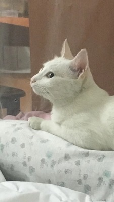 牧康乐猫粮咋样,评论有作假吗牧康乐猫粮用后果真相如何,质量怎么样,